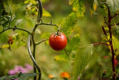 Quand semer les graines de tomate ?