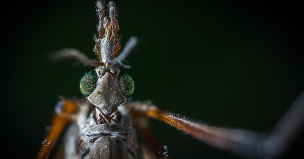 Quand le moustique pique il meurt ?