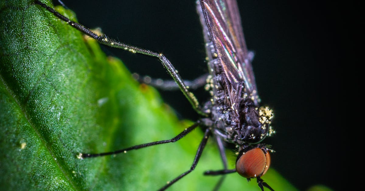 Quand le moustique pique il meurt ?