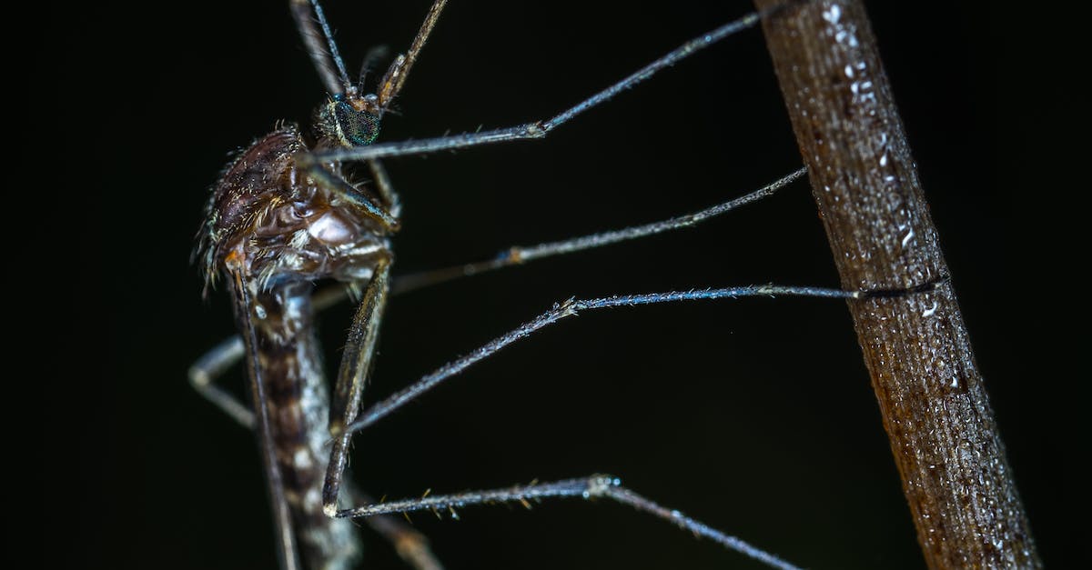 Quand le moustique pique il meurt ?